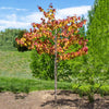 Brighter Blooms - Bloomables Flame Thrower Redbud Tree, 3-4 ft. - No Shipping to AZ, OR
