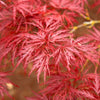 Brighter Blooms - Red Dragon Japanese Maple Tree, 1-2 ft. - No Shipping To AZ